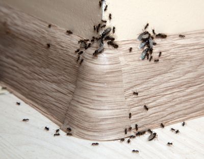 Black Ant Extermination