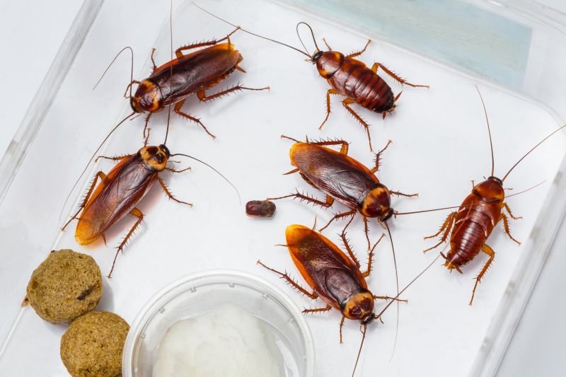 Cockroaches in Kitchen
