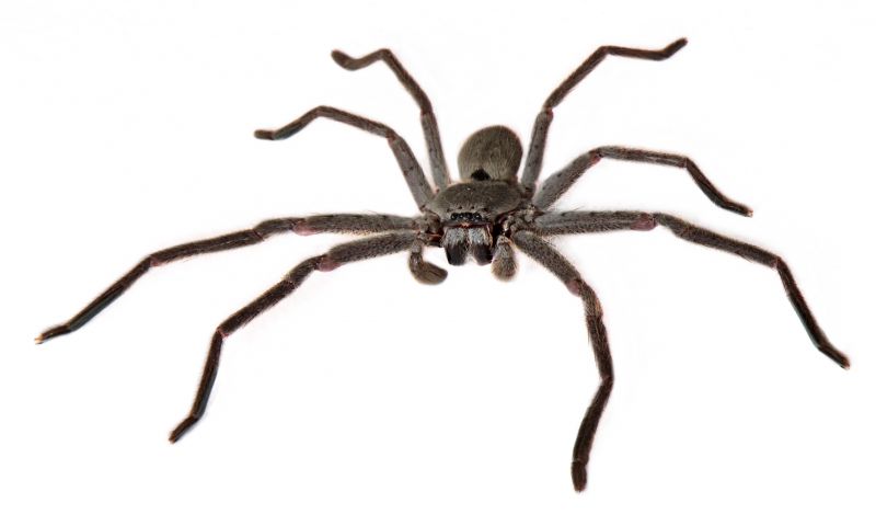 Huntsman Spider Removal