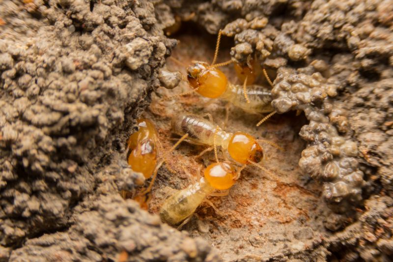 Termite Treatment