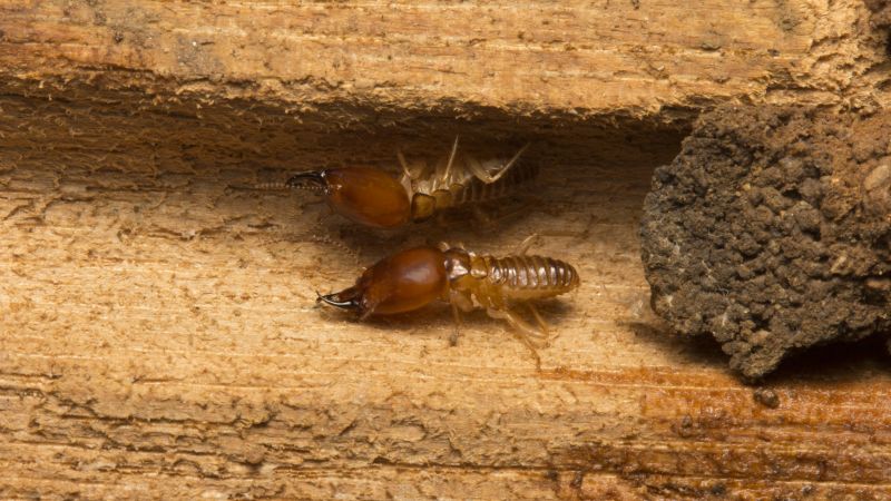 Termite Infestations