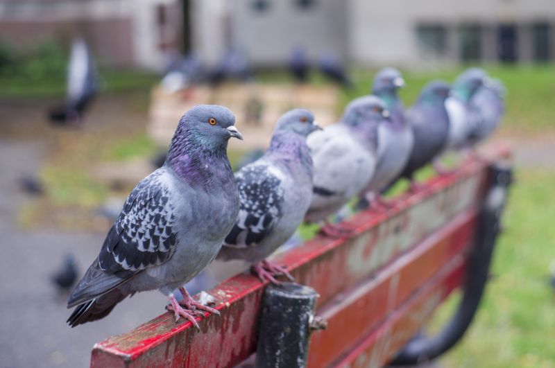 Pigeon Barrier Installation