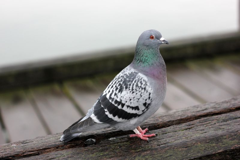 Pigeon Proofing Service