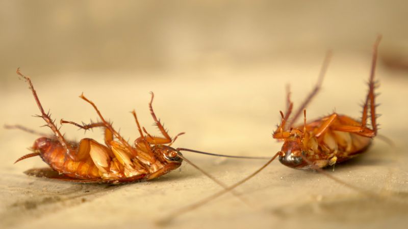 Signs You Have A Roach Infestation In Your Home Or Business