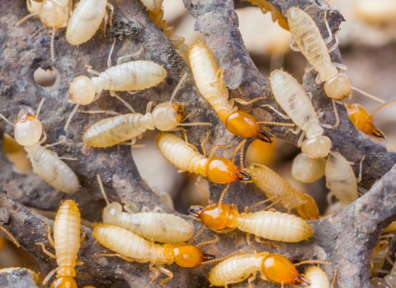 Termites Extermination